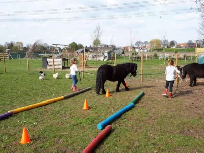 Shetlanders in actie bij kindercoachpraktijk De Coachinghoeve