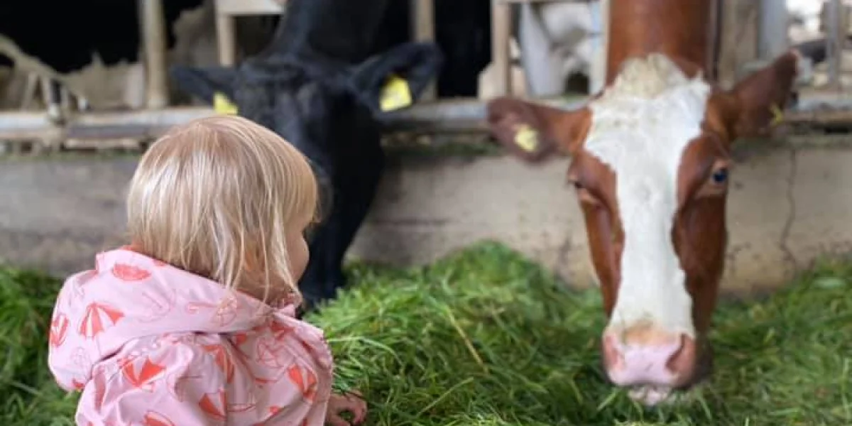 De Ark kinderopvang op de boerderij