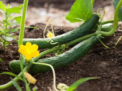 eten uit onze kleien moestuin