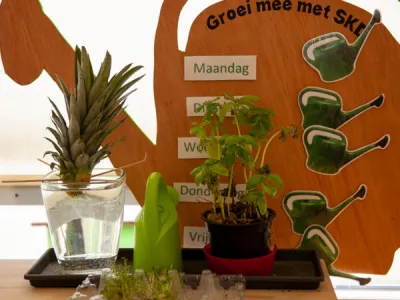 KDV Bloesemboom