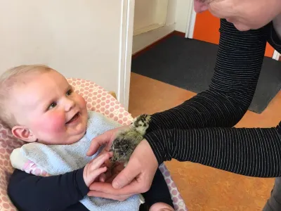 BSO Bitgummole De Krobbekoer