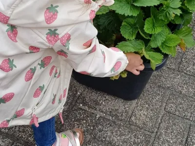 Vandaag weer eigen 🍓 kunnen plukken in onze tuin 🤩 hmm dat wordt smikkelen en smullen 😋 #eigenfruitkweken #moestuin #buiten