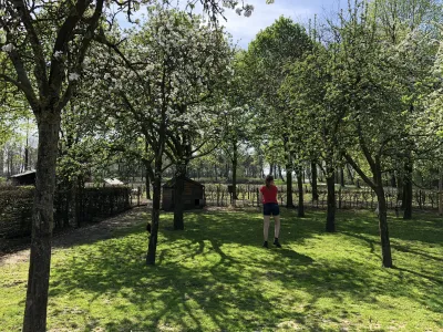 Fruitbomen gaard - dieren voeren