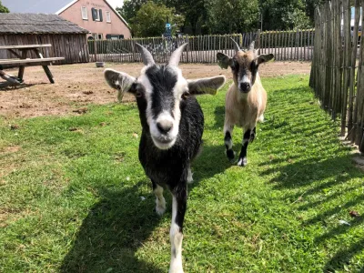 Geitjes Boerderij Krakenburg Nuenen