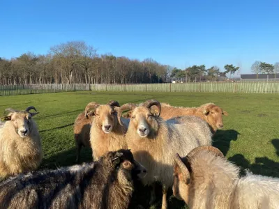 schapen