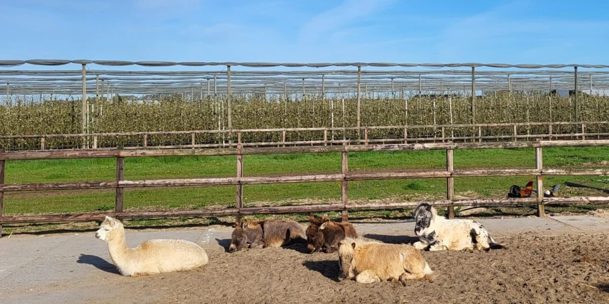 BSO Deilse Hoeve