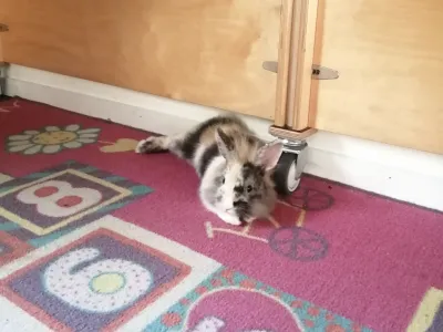 Bambi