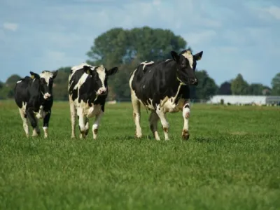 KDV De Speelboerderij