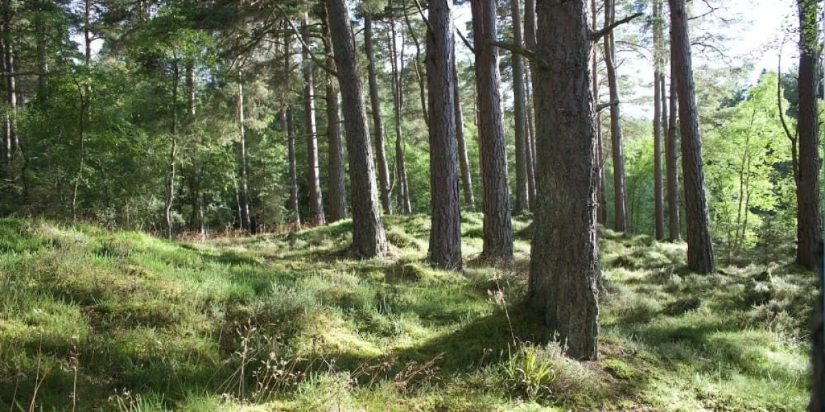 Bij Bartje