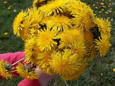 Kinderopvang Kakelbont