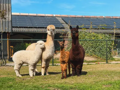 Alpaca's