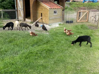 Dierenweide