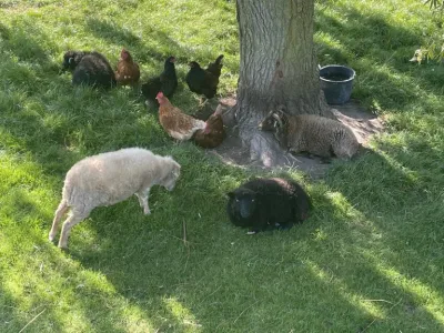 Dierenweide