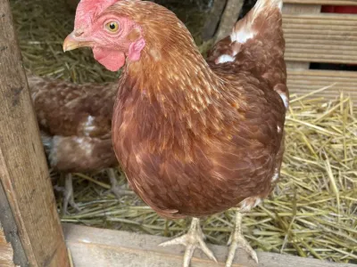 Lekkere eitjes!