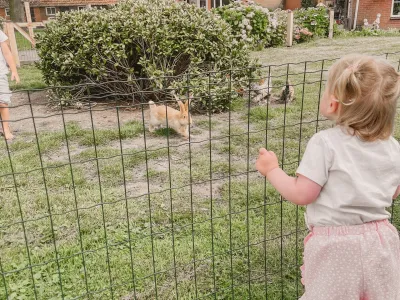 De Vrije Vogeltjes