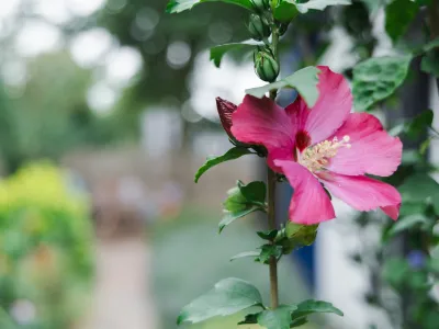 Kinderopvang De Geheime Tuin Doorn