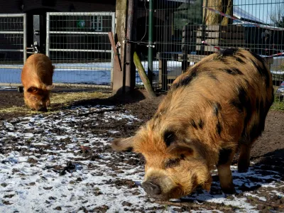 Kinderopvang de Speelboerderij