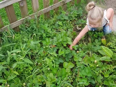 moestuin