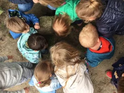 Zandvlinder